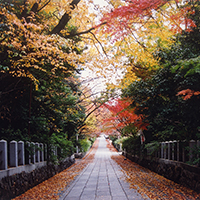 向日神社の秋の様子