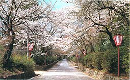 （写真）春の向日神社参道
