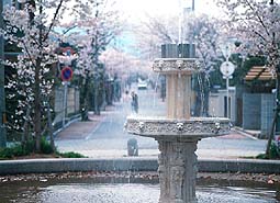 （写真）桜の径