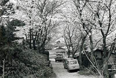 （写真）桜の風景(下村自動車工場そば)