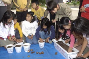 （写真）贈られたスイセンの球根をさっそく鉢に植える児童たち