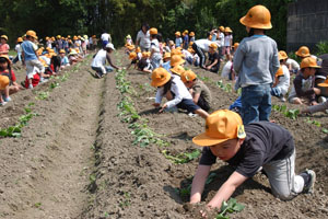（写真）サツマイモの苗を植える児童ら