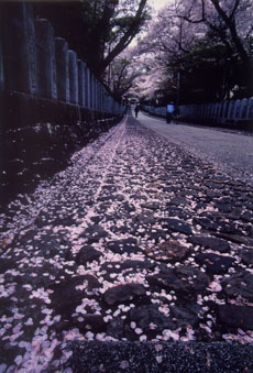 （写真）大賞の市長賞に選ばれた本多啓司さんの「桜参道」