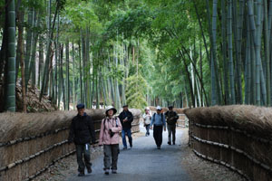 （写真）竹の径を歩く参加者