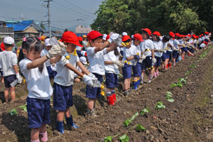 （写真）サツマイモの苗の植え付けを行う生徒ら