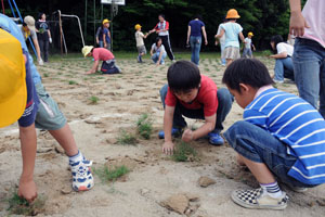 （写真）芝を植えつける児童たち