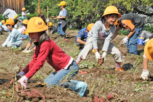 （写真）サツマイモの収穫を行う生徒ら