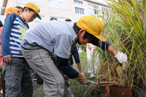 （写真）赤米の収穫を行う生徒