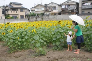（写真）寺戸町事務所の東にある市民の花「ひまわり」畑の様子