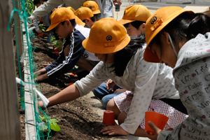 （写真）ゴーヤの苗を植える児童ら