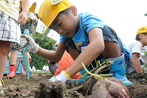 （写真）イモ掘りをする児童