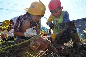 （写真）サツマイモ掘りをする児童
