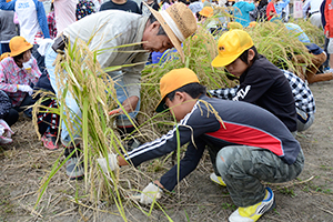 （写真）地域の方に指導を受けながら、稲刈りを体験する児童