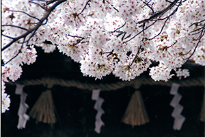 （写真）向日市長賞千種比古次郎さんの作品「桜花」
