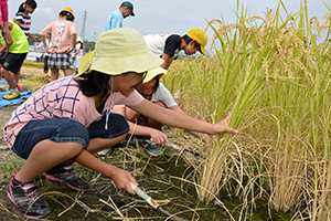 （写真）稲を刈る児童