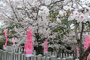 （写真）満開の桜
