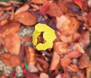 アオギリ上から