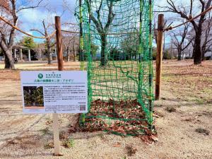 1月アオギリその2