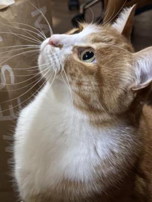 斜め上を見上げる猫のふうた