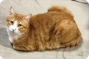 座った状態でこちらを見ている猫のふうた
