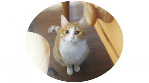 こちらを見上げる猫のふうた