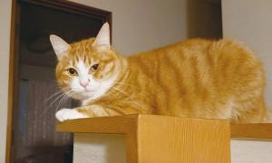 こちらを見つめる猫のふうた